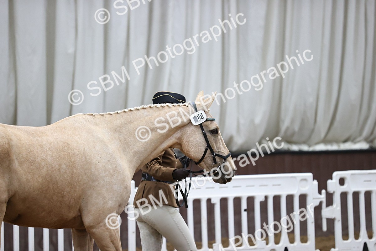 SBM_5179 - Class 39 - In Hand Gelding