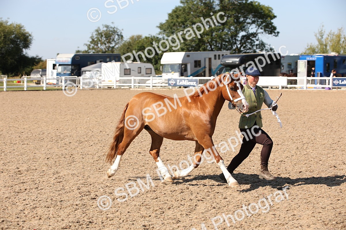 SBM_02767 - Class 16 IH M&M Wildcard