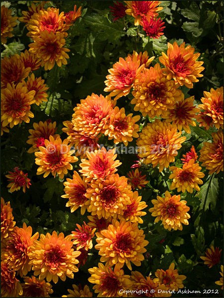 Chrysanthemums - Leica Digilux 2