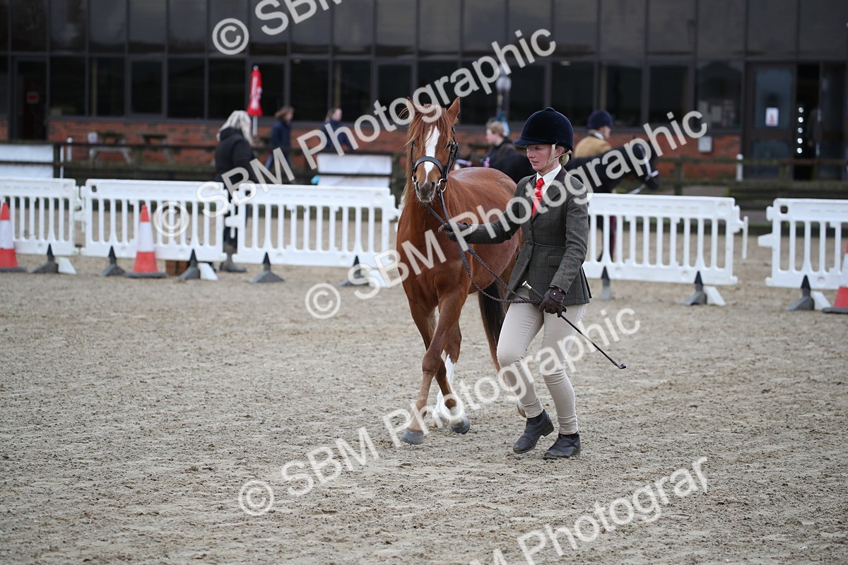 SBM_003939 - Class 1-4 - Young Stock classes Inc. In Hand Championship