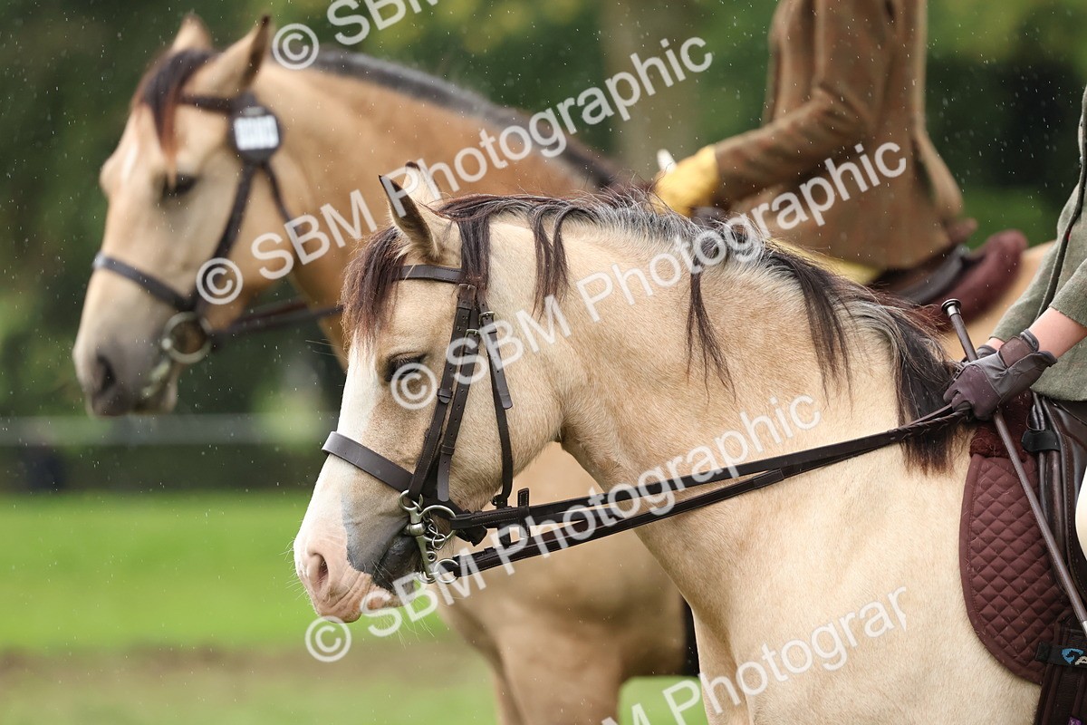 SBM_69669 - S62 - Mountain & Moorland Ridden Large Breeds