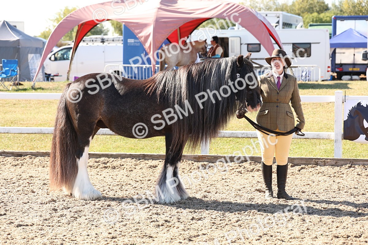 SBM_12887 - Class 206 - IH Non Show Type Pony