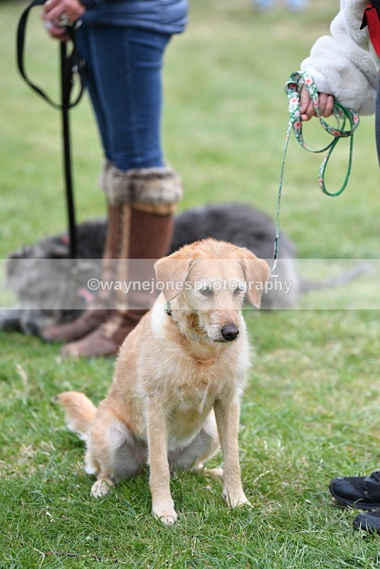 WJ5_9359 - Class 1 Best Cross Breed / Heniz 57