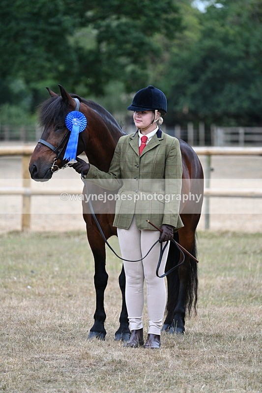 WJ7_9662 - Class 5 Most Handsome Gelding (up to 14.2hh)