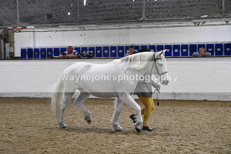 WJ5_4623 - Class 3 Part Bred In hand