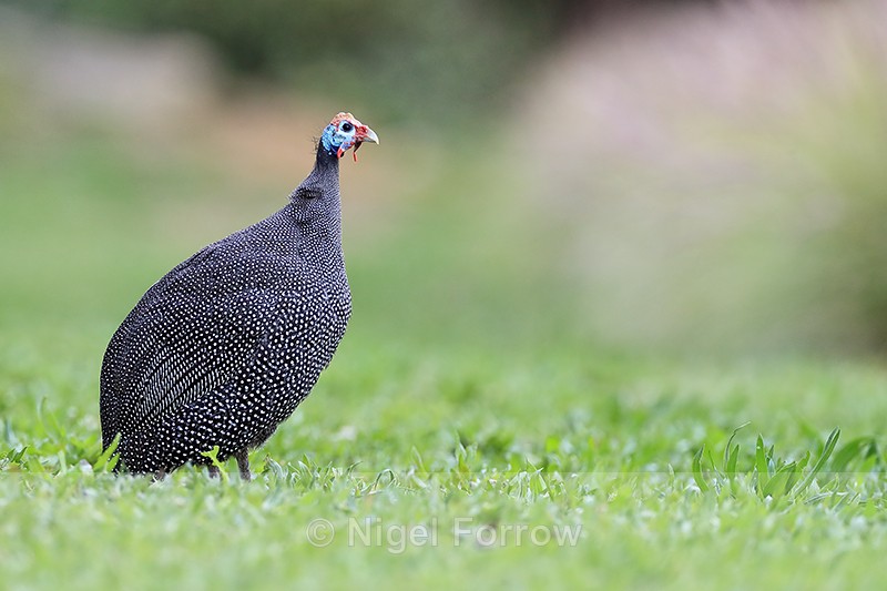 Helmeted Guineafowl (immature), Simon's Town, South Africa - Helmeted Guineafowl