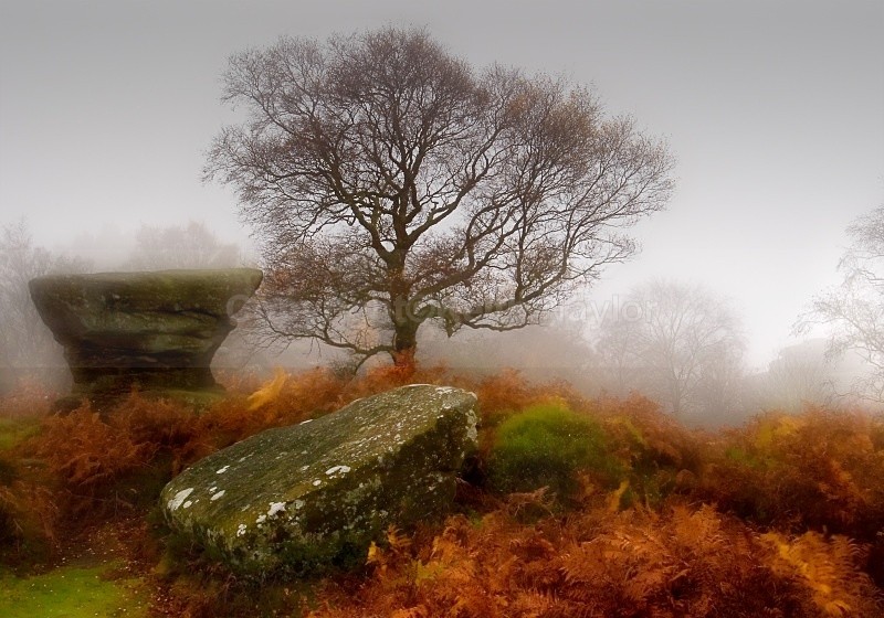 Brimham Tree and Anvil - 2005