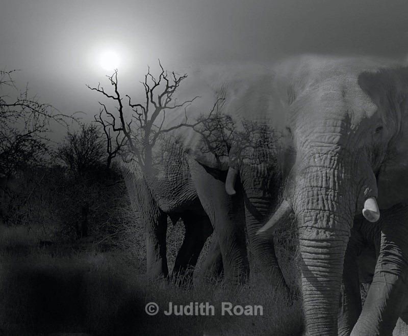 Elephant montage  - South Africa Birds and Mammals