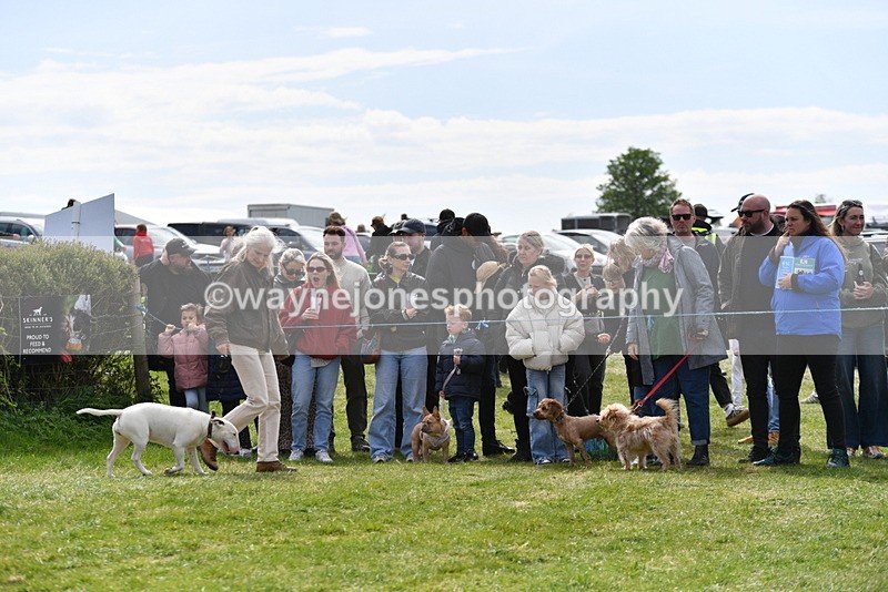 WJ5_0619 - Class 7 Best Terrier