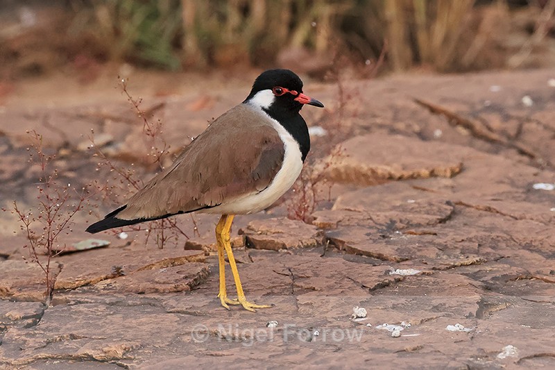 Red-wattled Lapwing, Panna Tiger Reserve, India - Red-wattled Lapwing