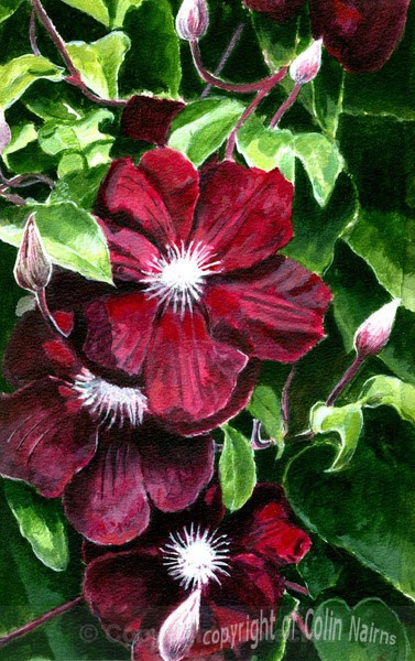 Clematis - Varied Subjects