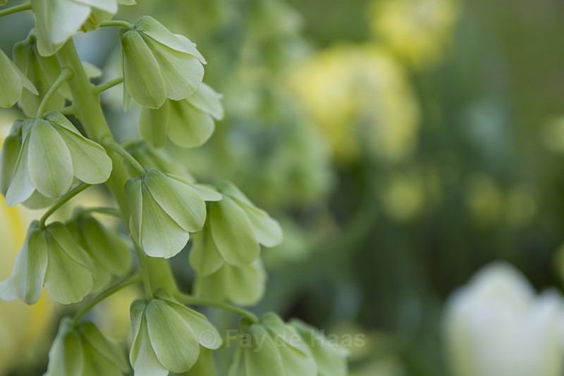  - Spring's Delights