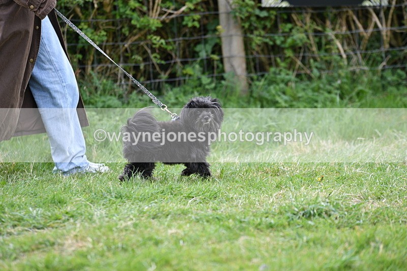 WJ5_9125 - Class 1 Best Cross Breed / Heniz 57