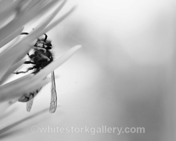  - Slow Photography