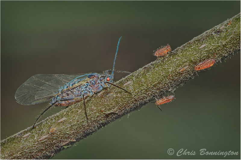 Aphid Guarding Nymphs - Wee Beasties