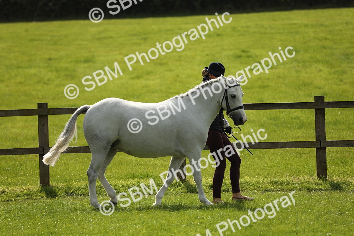 SBM_65572 - S48 - Show Pony & Show Hunter Pony In Hand