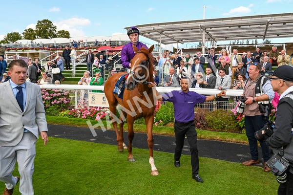 230824-Race 6-Angelo Buonarroti-9460 - Race 6 4.45pm British Stallion Studs EBF Convivial Maiden Stakes