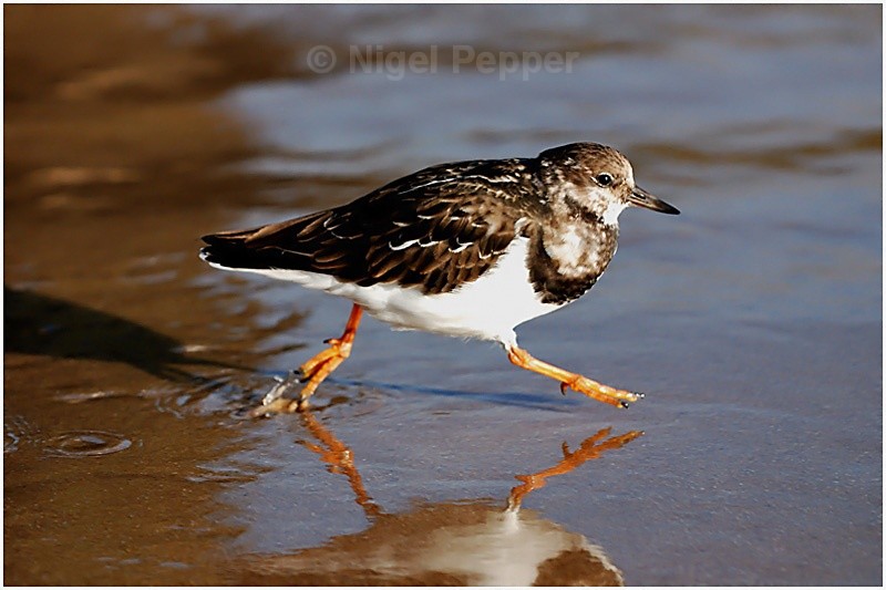 Turnstone (1) - Sanderlings and Turnstones