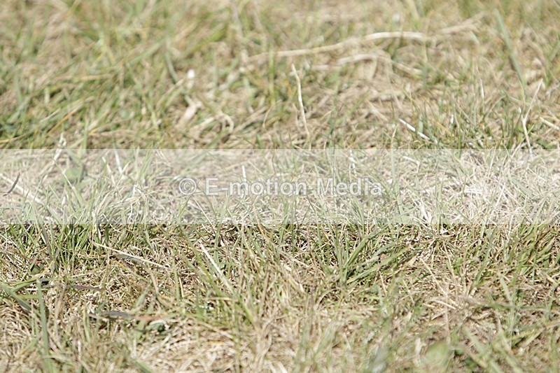 BVHT 140517 I-642 - Class 1 SJ Intermediate 14/05/17