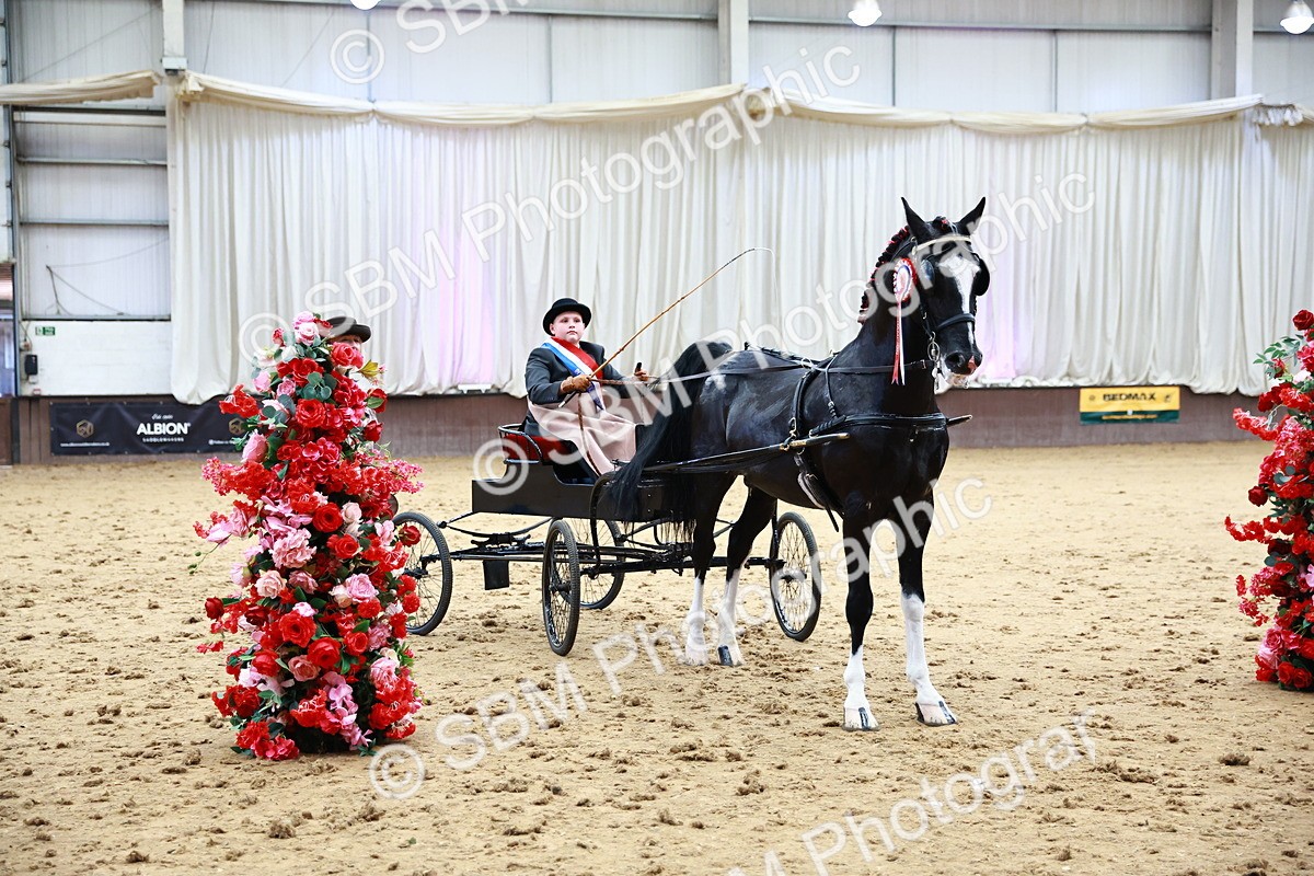 0B8A3935 - Class 13  - HHS Championship Intl Hackney Horse to a Show Wagon