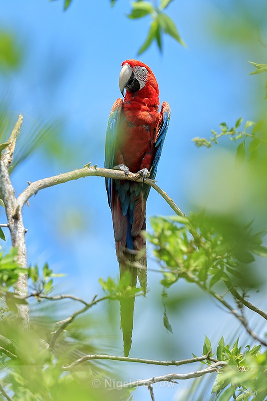 Red-and-green Macaw, Isla Bastimentos, Panama - Red-and-green Macaw