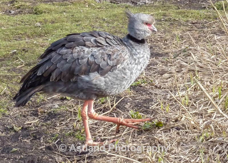 Astland Photography, Bird and Wildlife Images, Susan and Peter Wilson, U.K.