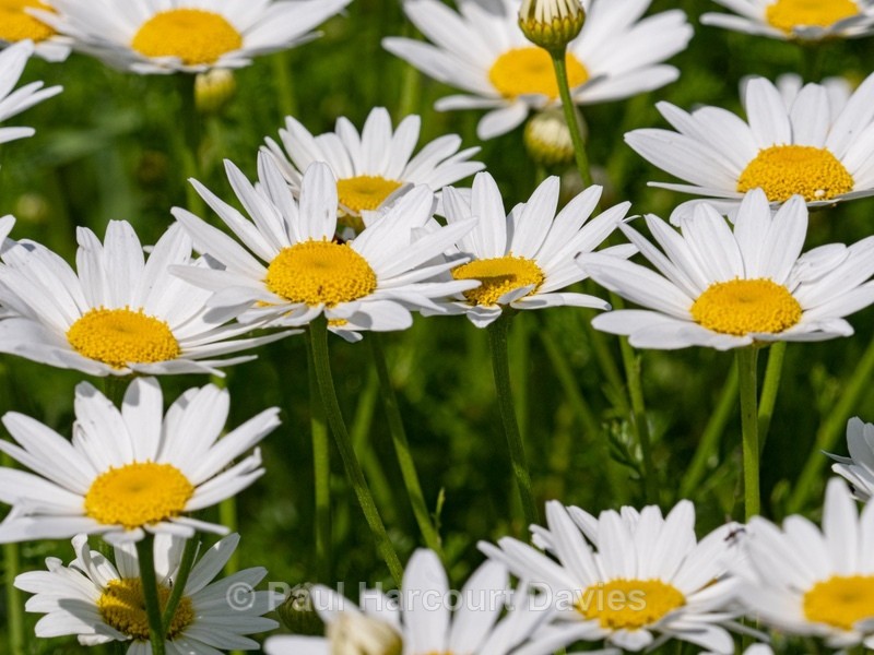White ox-eye daisies, Marguerite( Leucanthemum vulgare), - Wild Flowers - 2