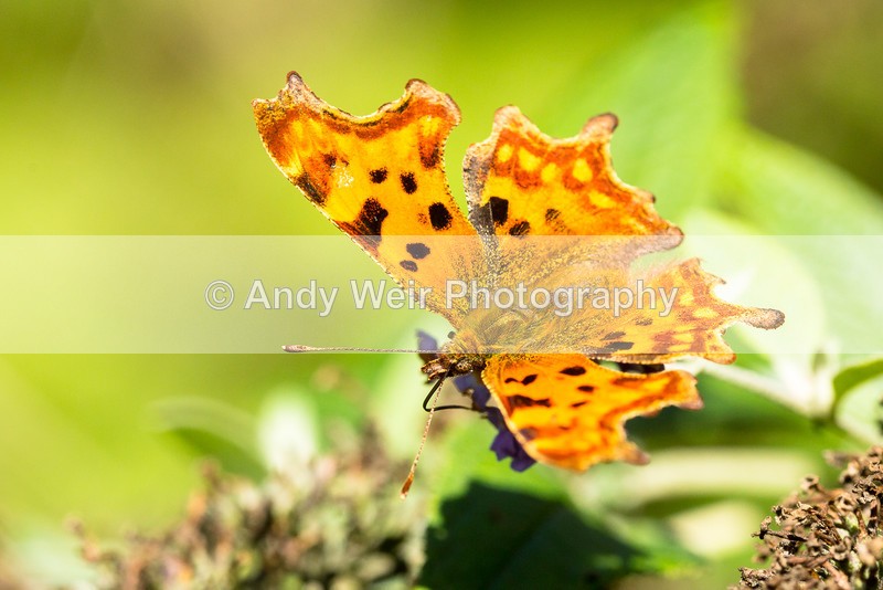 20160916-3K8A6861 - Butterflies & Moths