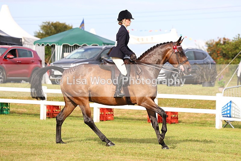 3E7A8042 - Class 2: Rising Star Large Hack/Riding Horse