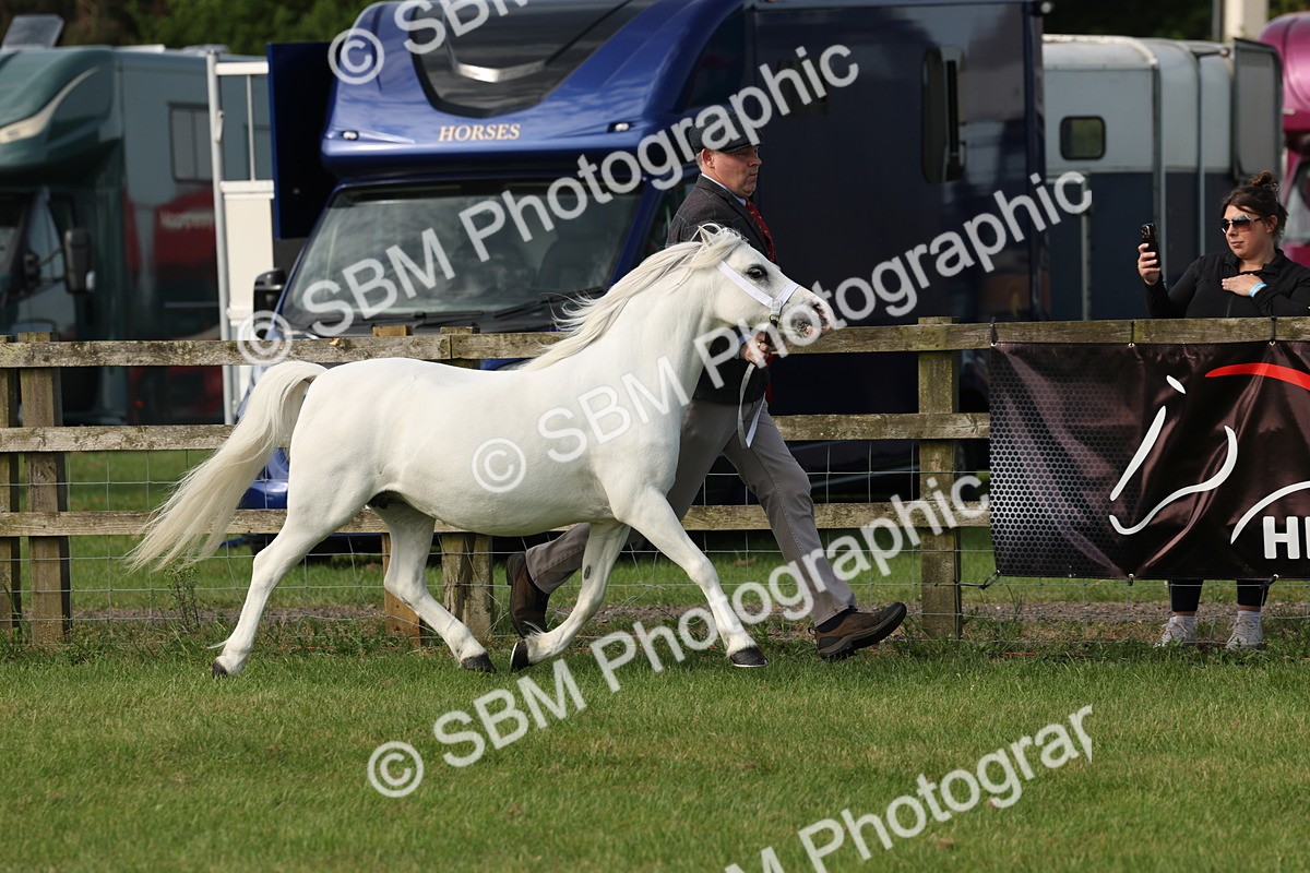 SBM_00599 - Class 6-13 - Mountatin and Moorland In Hand Welsh Breeds