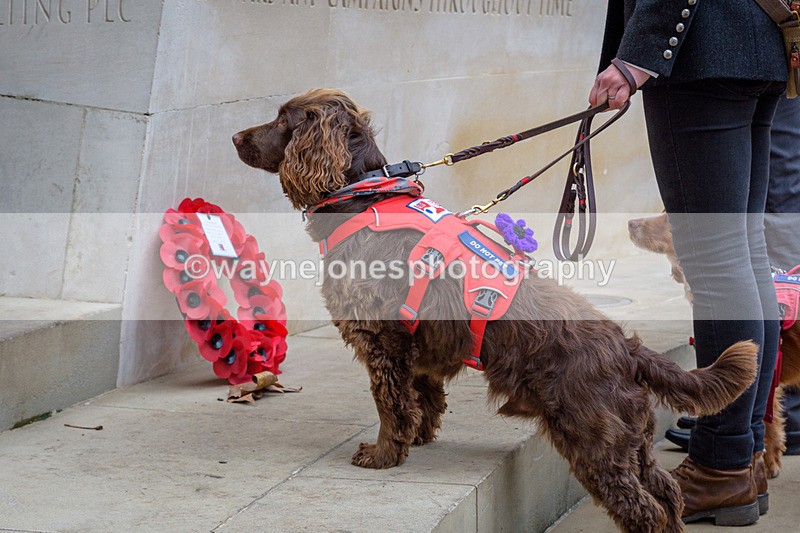 NGP_8258 - 2024 Animals in War Remembrance Gathering