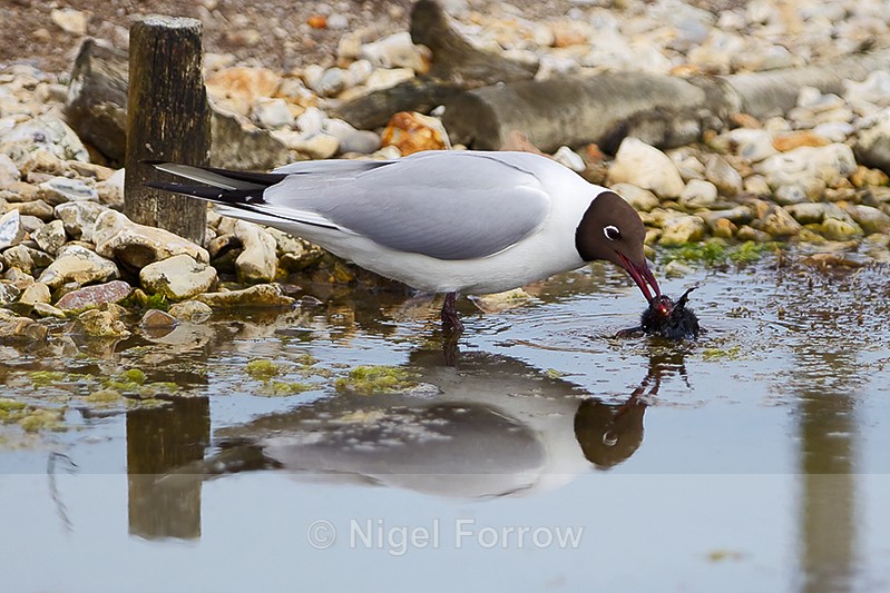 Black-headed Gull attacking a Moorhen chick at Brownsea Island - Black-headed Gull