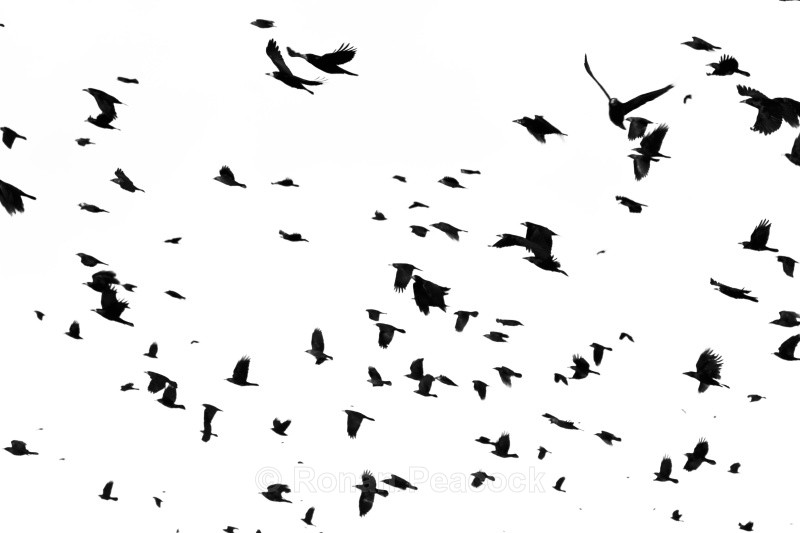 Crows - Nature