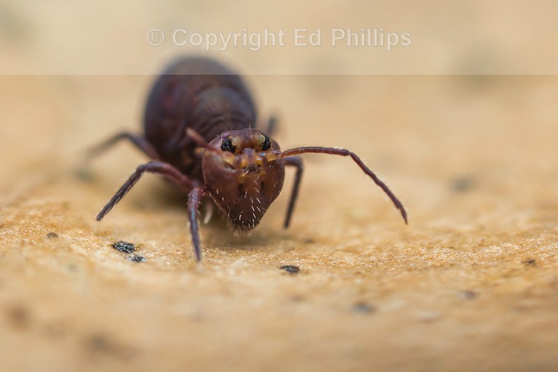 Dicyrtoma fusca