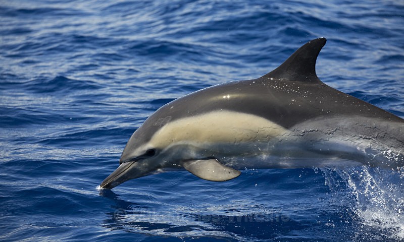 Common Dolphin, Pico Island, Azores - FAVOURITES WILDLIFE GALLERY. Selected images from the wildlife collections.