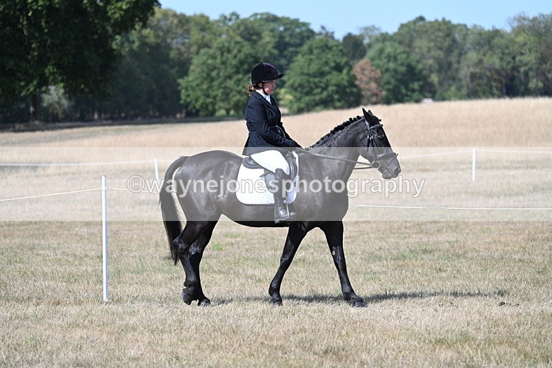 WJ7_1210 - Class 41 Prettiest Mare