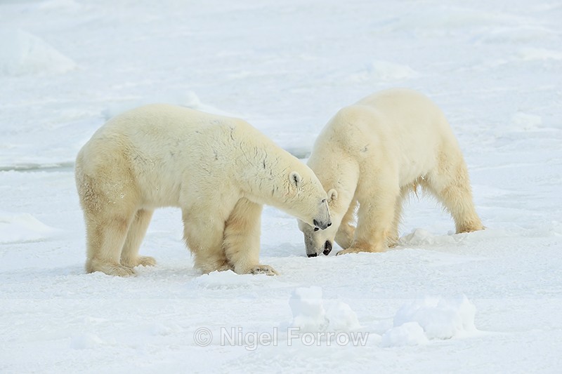 Polar Bear confrontation, Churchill, Canada - Polar Bear