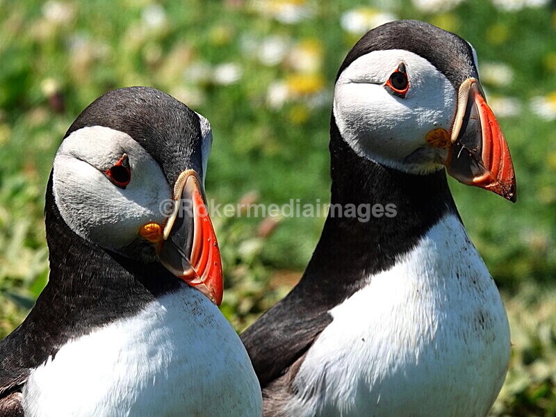 DSC00378 - Skomer 2019