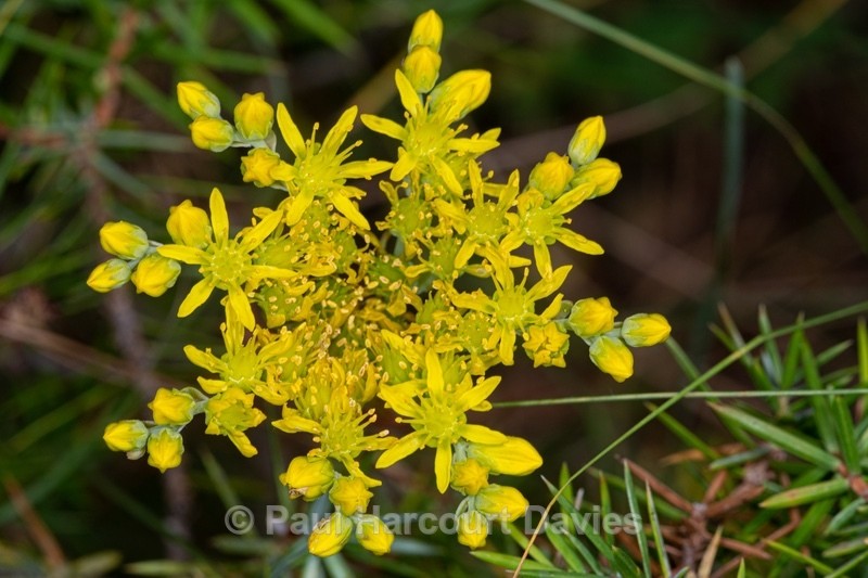 Rock stonecrop (Sedum  reflexum  - Gargano - Wild Flowers