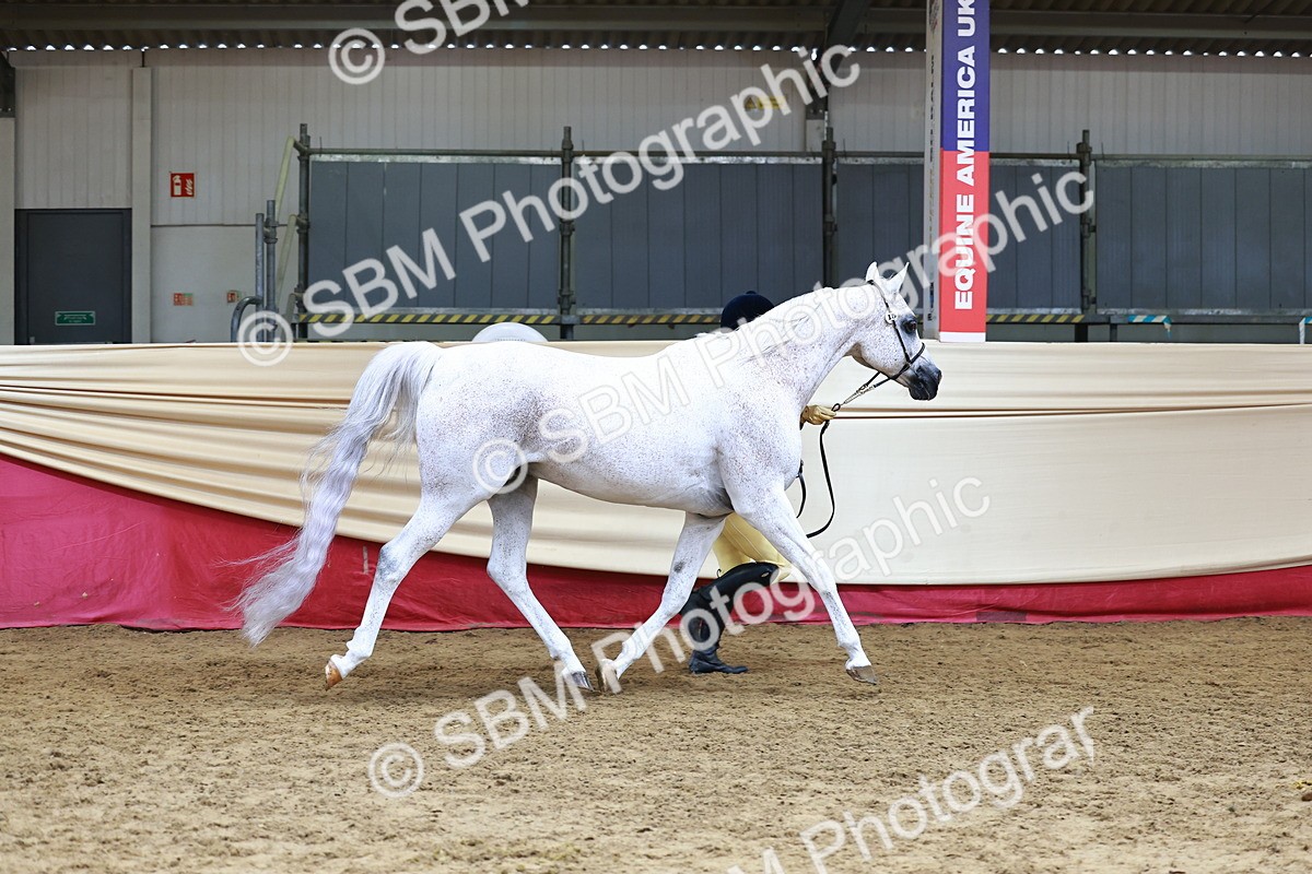 SBM_23183 - Class 903 - Supreme Final - IH Pre Vet