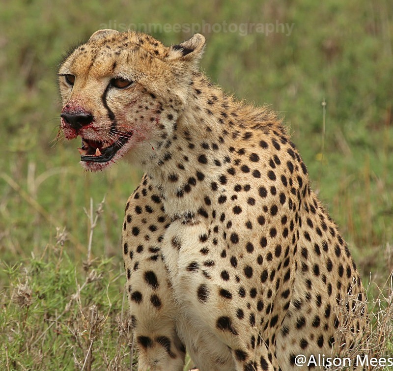 - Cheetah