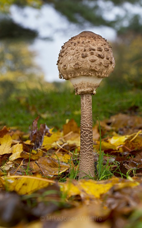 Fungi, Tatton Park, Cheshire - FUNGI (MUSHROOM) IMAGES