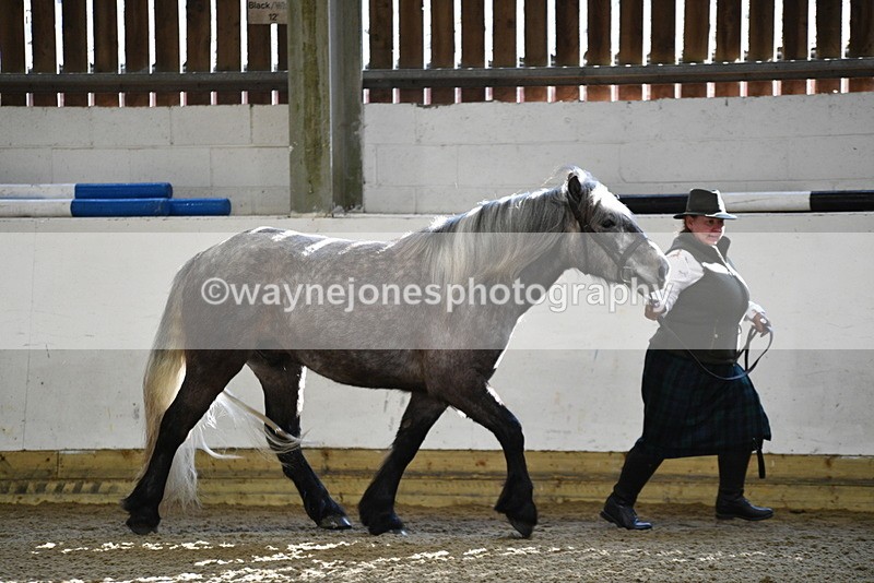 WJ5_3470 - Class 1 Youngstock