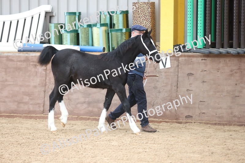 20251109-0758 - Class 24 - Foals