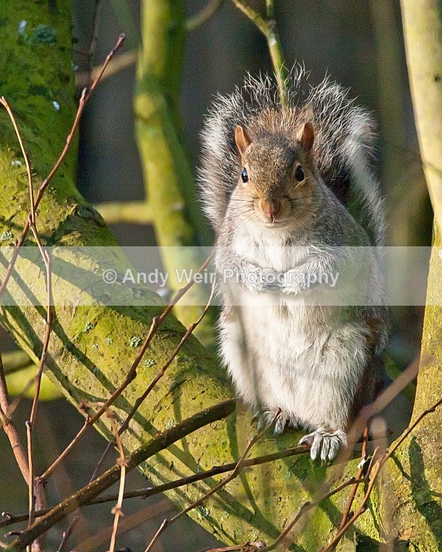20081207-078 - Grey Squirrel