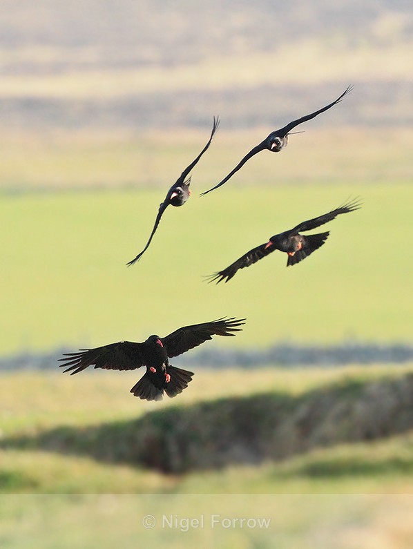 Four Choughs about to land near Ardnave on Islay - Chough