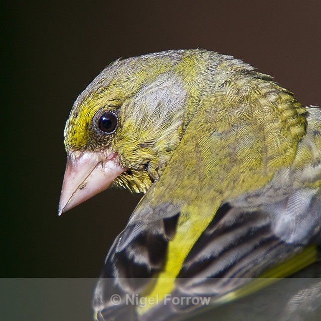 Greenfinch close-up, Arne, Dorset - Greenfinch