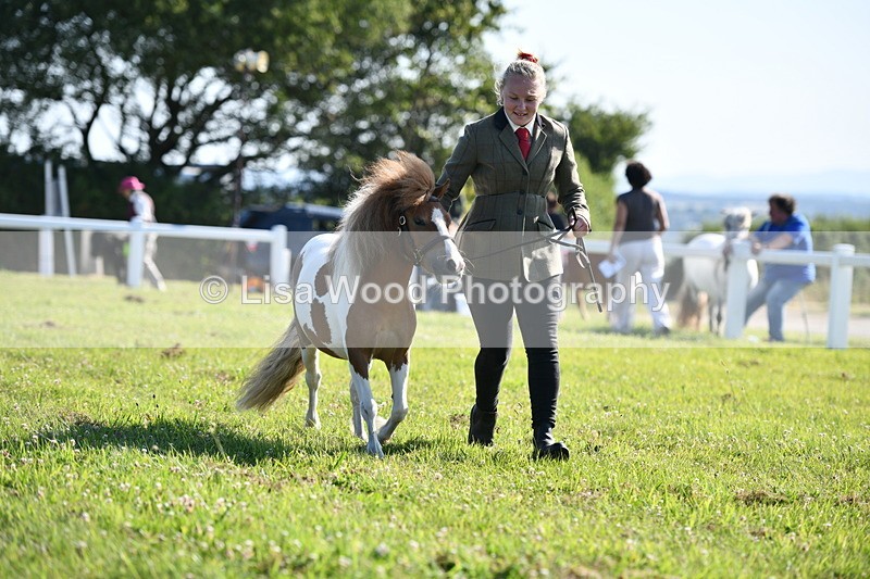 DSC_5617 - Class 49: NPS Shetland Youngstock