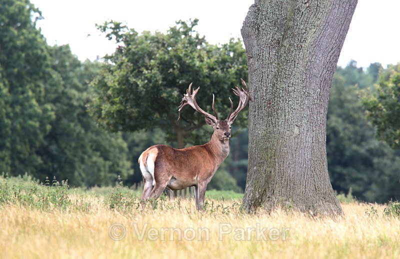 Red Deer  2 - Wildlife