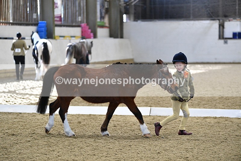 WJ5_3767 - Class 5 In Hand Veterans